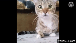 A Compilation of Scaredy Cats