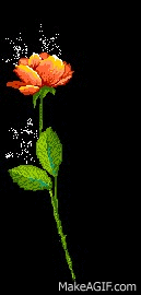 đung Rồi Tặng Hoa Ne Yến Bạch On Make A Gif