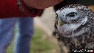 JCspc0.gif