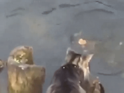 Кот ловит рыбу on Make a GIF