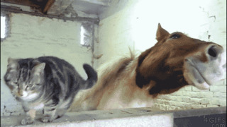 Magnetic cheeks Follow our funny pets Tumblr. on Make a GIF