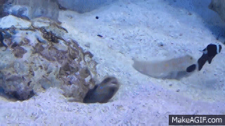 Tropical Fish Spitting Sand on Make a GIF