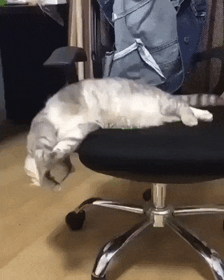Hungover Cat on Make a GIF