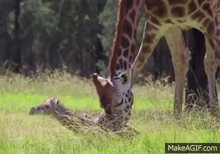 newborn giraffe gif