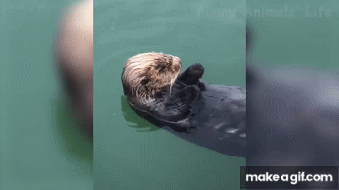 Me and my significant otter - Animal Comedy - Animal Comedy, funny animals,  animal gifs