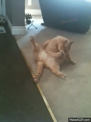Masturbating Cat on Make a GIF
