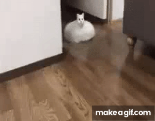 Forbyde Geologi Serena Roomba cat on Make a GIF