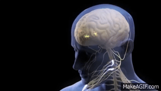 Central Nervous System Mechanisms of Pain Modulation on Make a GIF