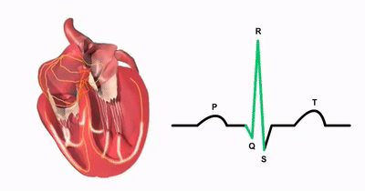conduction system of the heart gif