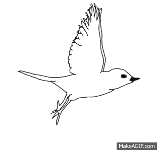 flying dove gif