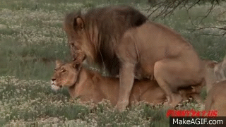 Lion Mating And Giving Birth on Make a GIF.