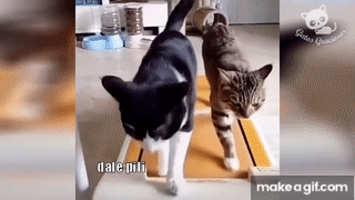 videos graciosos de gatos gif