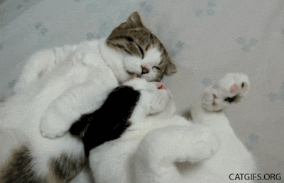 We Love Cute Cat GIFs - Reaction GIFs