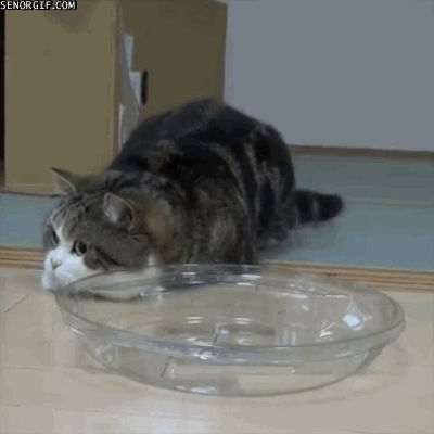 ADHD cat Thanks for following Cat GIF Central. Hover here and... on Make a  GIF