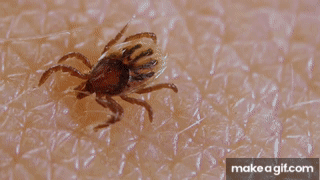 How Ticks Dig In With a Mouth Full of Hooks | Deep Look on Make a GIF