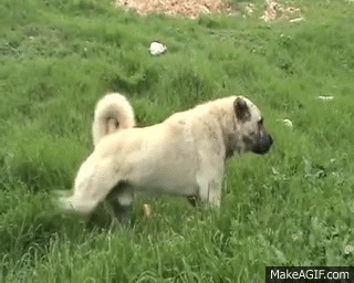 2VH_F9.gif