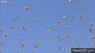 locust swarm gif