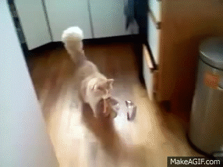Awesome - Cat Stealing Loaf of Bread on Make a GIF