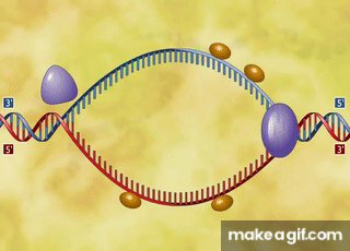 Dna Synthesis Animation Dna Synthesis Animation