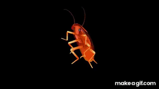 Rainbow cockroach dances to Daft Punk Around the World 1 hour on Make a GIF