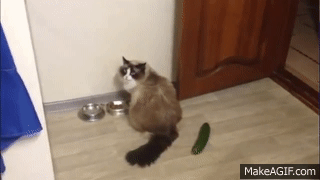 CATS Vs CUCUMBER PICKLE CATS FUNNY Cats Compilation try not to laugh on  Make a GIF