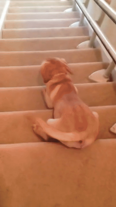 Cute Labrador Puppy Slides Down Stairs on Make a GIF