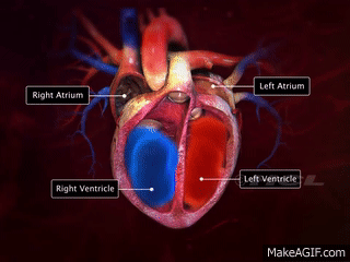 HCL Learning DigiSchool - Structure of the Human Heart on Make a GIF
