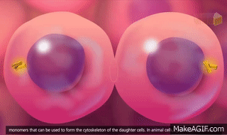 Cell Cycle and Mitosis 3D Animation on Make a GIF