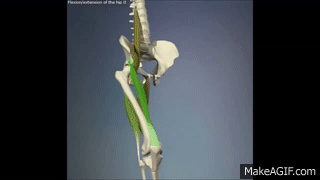 FLEXIÓN DE LA CADERA on Make a GIF