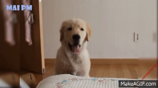 So Many Golden Retriever Puppies! (CUTE COMPILATION) - Puppy Love on Make a  GIF