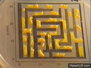 Slime mold solving a maze in the lab on Make a GIF