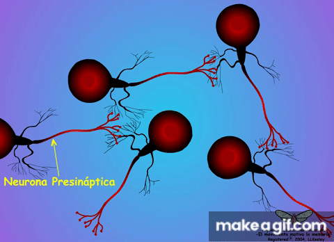 05 Estructura y Función de la Sinapsis on Make a GIF