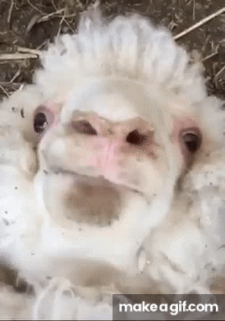 13 Funny Gifs of the Crazy Hilarious Nature