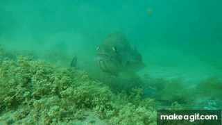 Insane Underwater Footage** Fish Attacking Lures And Bass Fishing