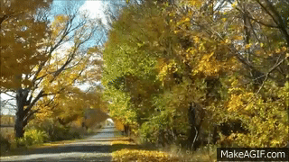 Leaves Blowing in the Wind on Make a GIF