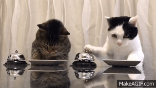 Gatos aprenden a usar timbres para recibir comida.HD