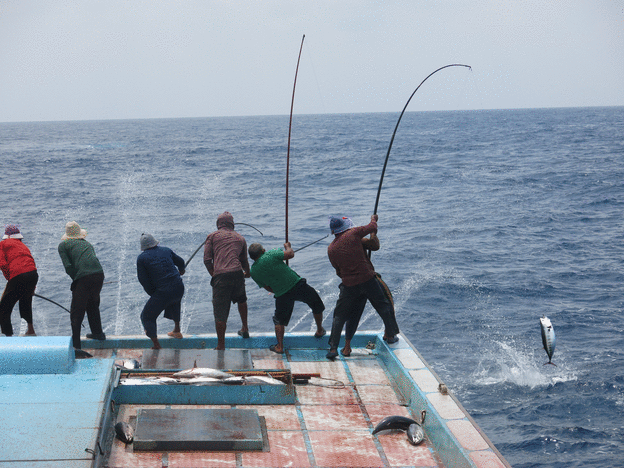 pole-and-line tuna fishing IPNLF on Make a GIF