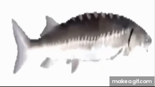 Fish Spinning on Make a GIF
