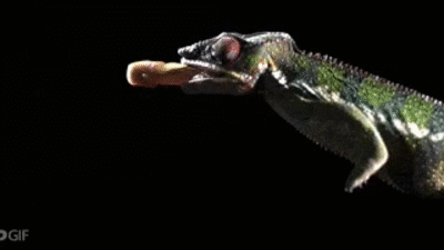 Slow Motion Lizard Tongue Catching Prey on Make a GIF