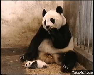 Baby Panda Bear Sneezes Scares Mother On Make A Gif