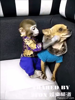 Funny Monkey And Dog 2017 On Make A Gif