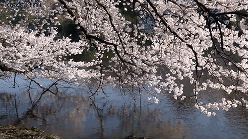 cherry blossom japanese gif
