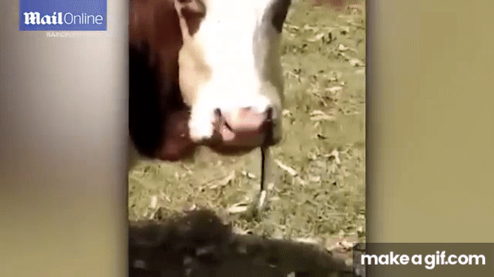 anaconda eating cow