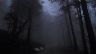 Virtual Drive Through The Dark and Foggy Forest / Rain and Thunder 