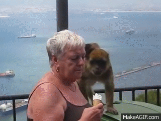 Mother Monkey With Baby Stealing Ice Cream From Unsuspecting Woman On Make A Gif Mother Monkey With Baby Stealing Ice Cream From Unsuspecting Woman On Make A Gif