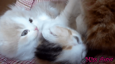 23 Cute Animal GIFs That Are Too Cute To Miss