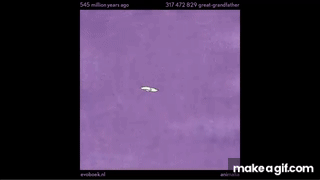 550 million years of human evolution [animation] on Make a GIF