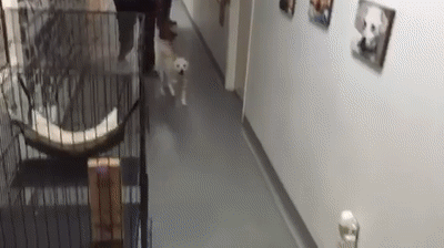 Shiba Inu Reunited With Her Owner At Wags On Make A Gif