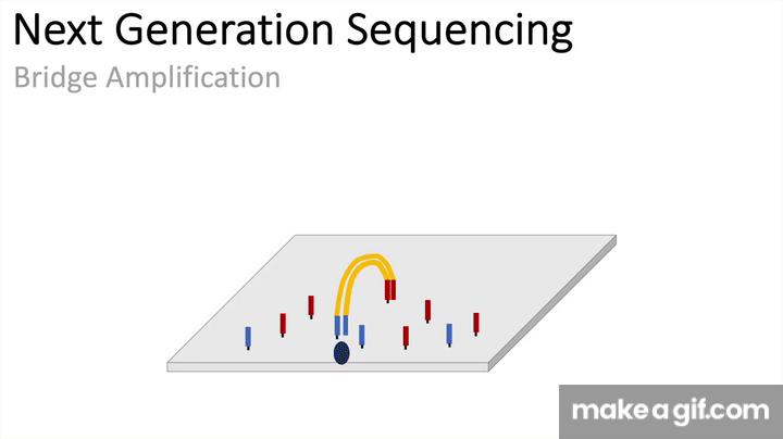 Next Generation Sequencing (Illumina) - An Introduction on Make a GIF
