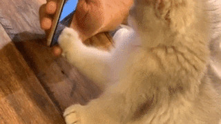 Telegram channel Funny Cats Gifs — @FunnyCatsGifs — TGStat